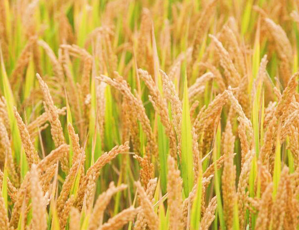 武運(yùn)粳21號